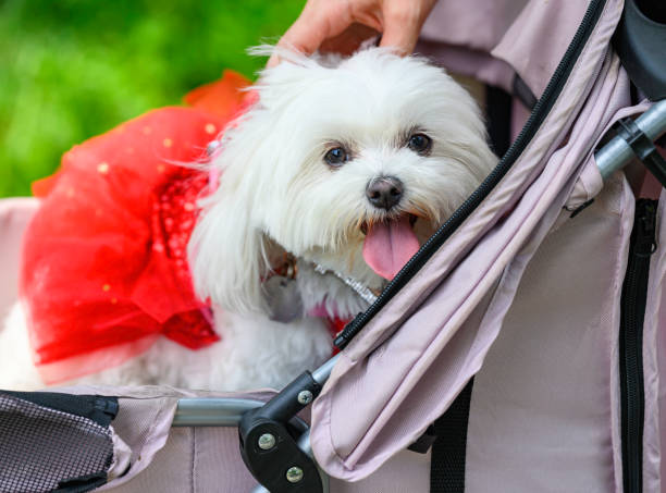 istock Female Maltese Dog in Red Tutu Outdoors in Stroller Looks at Camera 1403630491