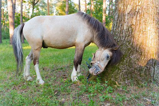 Cute pony rubbing its mane against a tree.