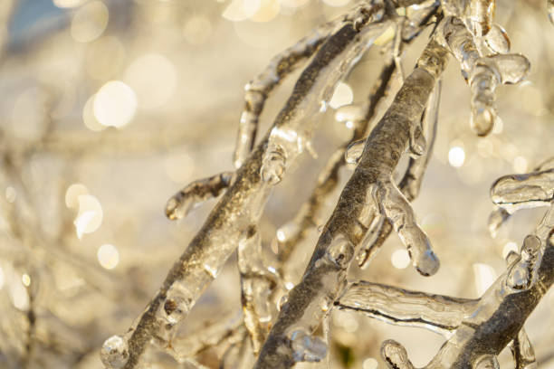 istock Natural background with frozen tree branches in the ice crust 1403634618