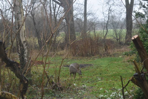 istock Deer in the winter garden. 1403634648