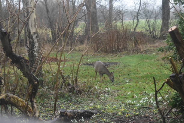 istock A deer feeding in a hazy winter garden. 1403634796