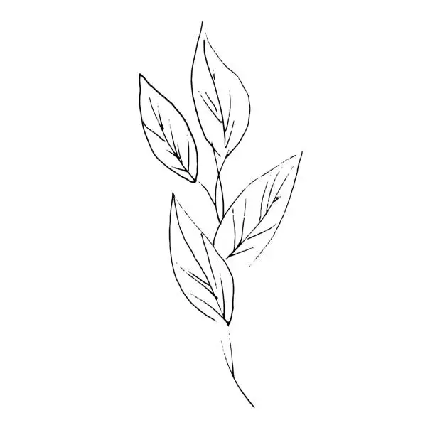 Vector illustration of Illustration of a plant. Sketch of the foliage. Hand-drawn line flower