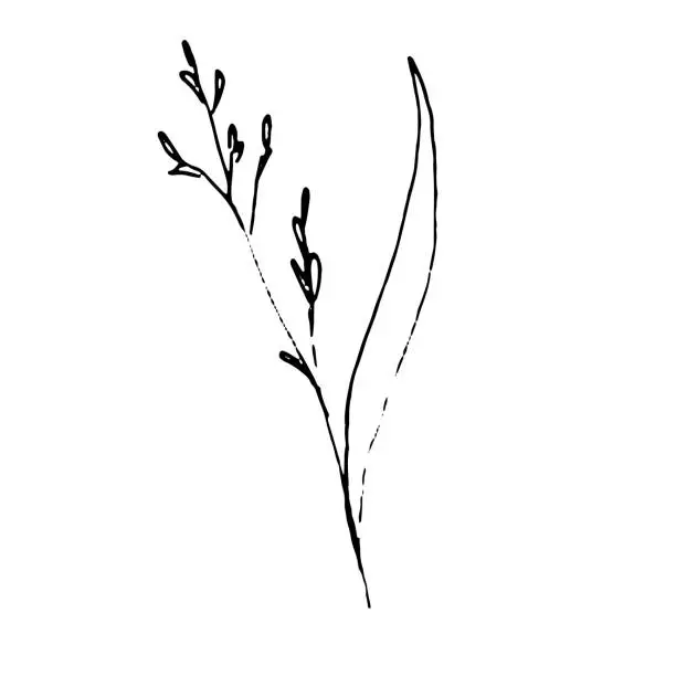 Vector illustration of Illustration of a plant. Sketch of the foliage. Hand-drawn line flower
