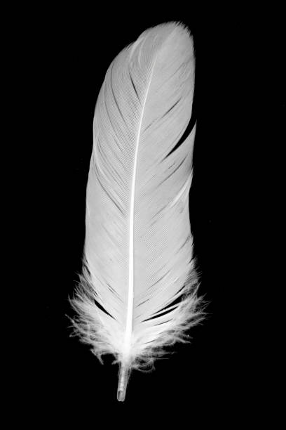 istock white feather of a goose on a black background 1403635780