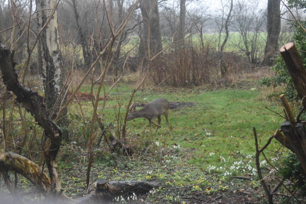 istock Walking deer in a winter garden. 1403635830