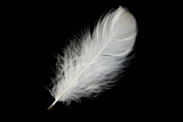 istock white feather of a goose on a black background 1403635895