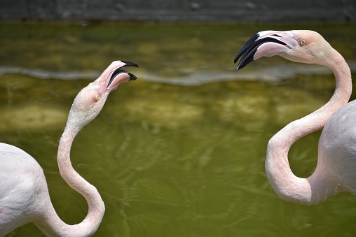 Pink Flamingo in Bahrain