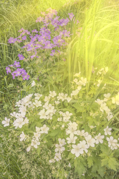 istock Bblooming wood geraniums in summer meadows bathed in sunlight 1403636158
