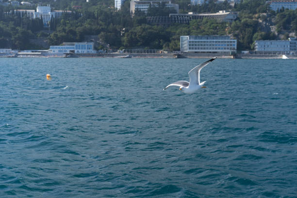 istock Seascape with a flying white gull 1403636386