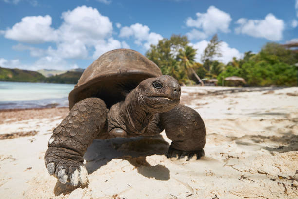 istock Aldabra giant tortoise on sand beach