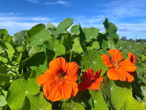 the flowers of Tropaeolum majus, the garden nasturtium