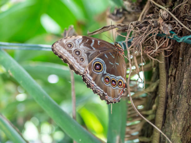 istock Blue Morpho menelaus on a plant 1403637500