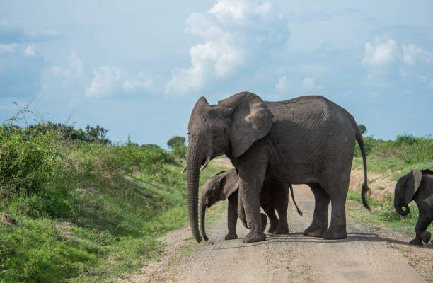 istock African/Ugandan wild animals 1403637544