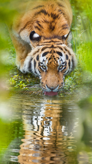 Tiger drinking water at river in green jungle