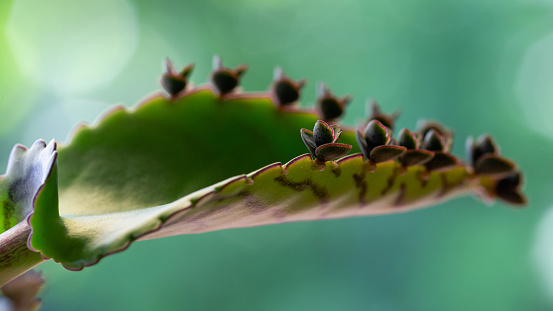 Macro side view close-up of a group of tiny plantlets growing on the leaf of a \