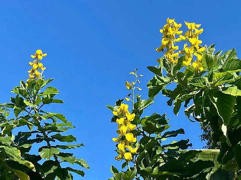 Yellow flower in blue sky background - good to adding picture into the blue space