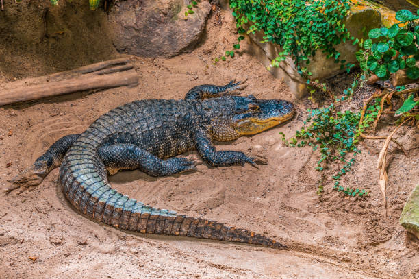 istock crocodile lies on a beach and sunbathes 1403639349
