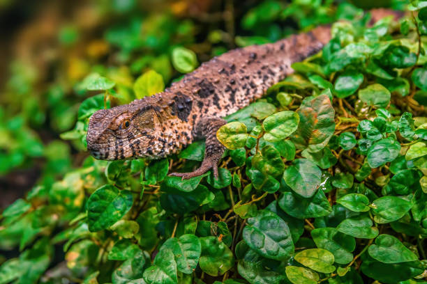 istock lizard is sitting on green leaves 1403639423