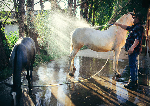 Father and son taking care of horses on farm