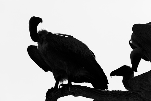 Taken in the Okavango Delta, Botswana