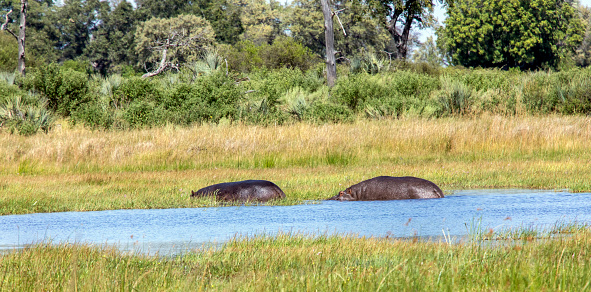 Taken in the Okavango Delta, Botswana