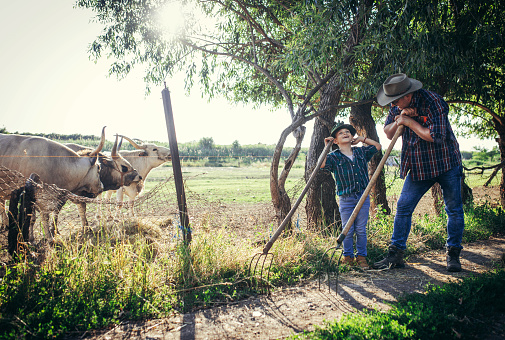 dad  and son  feed cows on farms