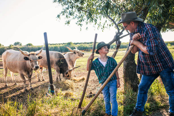 dad  and son  feed cows on farms