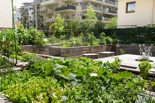 Community garden in the city as sustainable living
