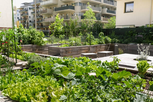 Urban farming Community garden in the city as sustainable living community vegetable garden stock pictures, royalty-free photos & images