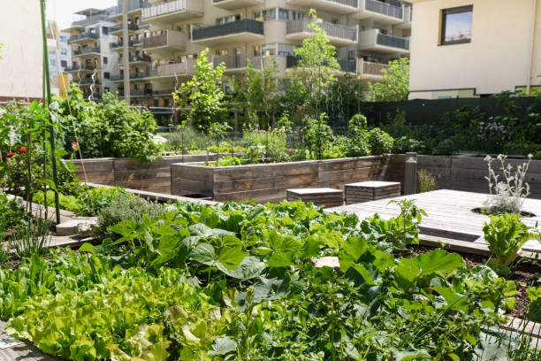 городское сельское хозяйство - vegetable garden urban scene city life community garden стоковые фото и изображения