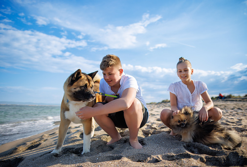 Teenage boy-brother and his sister with blond hair in light clothes walk and relax with their fluffy cheerful dogs: small Pomeranian and large Akita Inu, on wild beach along Black Sea in sunny weather