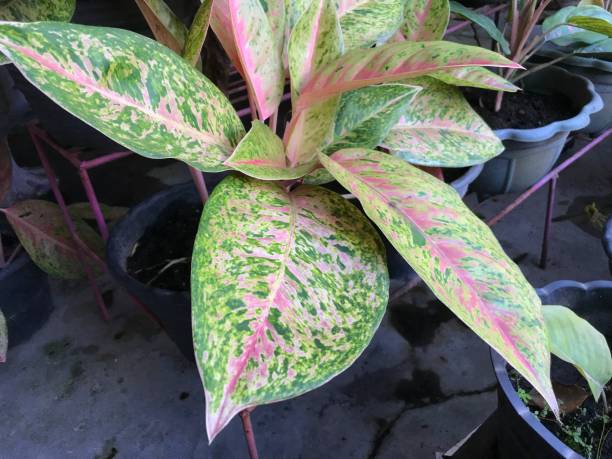 istock aglonema ornamental plant 1403641928