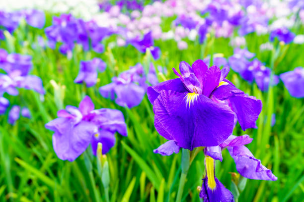 Japanese iris flowers on green background