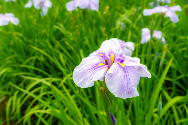 Japanese iris flowers on green background Japanese iris flowers on green background iris laevigata stock pictures, royalty-free photos & images