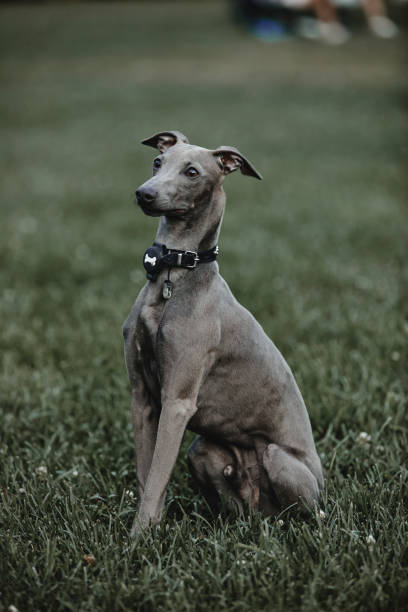 グレイイタリアングレイハウンド - italian greyhound ストックフォトと画像