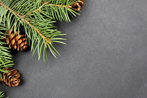 Cones and fir branches lie on a black background with space for text.