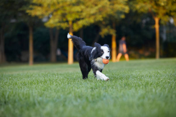 A black and white Border Collie in a sunlit field focuses intently on a tennis ball, poised to catch mid-play, demonstrating the breed's agility and playfulness.