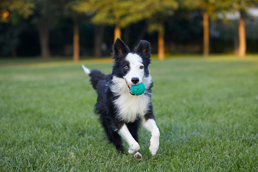 border collie playing with green ball at the park