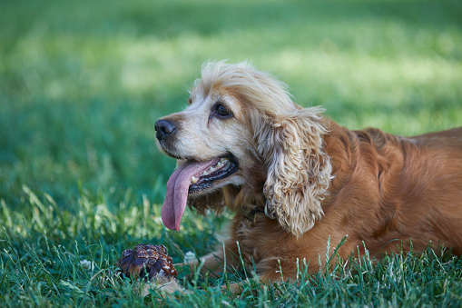 English Cocker Spaniels in front of white background