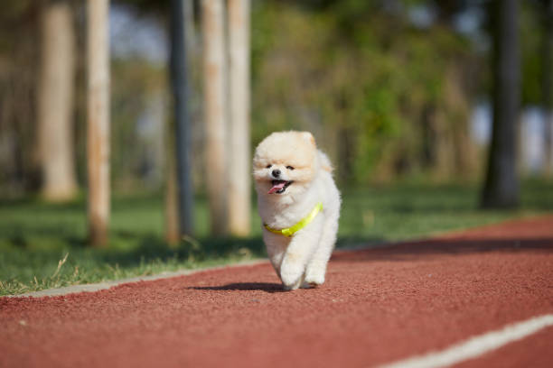 white purebreed dog at park