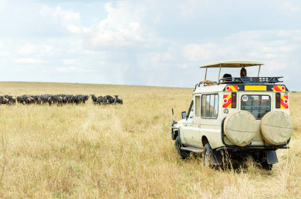 jeep safari con turisti che osservano un branco di gnu a maasai mara, kenya - masai mara foto e immagini stock