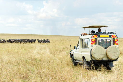 selective focus on safari jeep with tourists watching a herd of wildebeest in Maasai Mara, Kenya