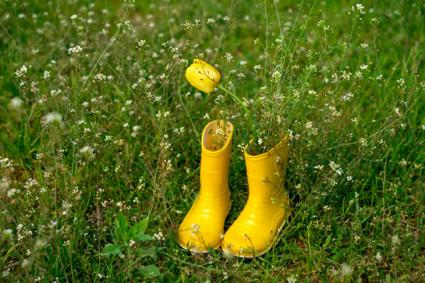 istock A tulip in yellow rubber boots in a field with tiny white wildflowers 1403646952