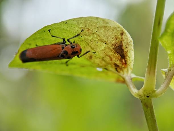 istock close-up and macro view of an insect perched on a flower 1403647093