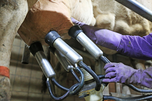 Milking a cow with milking machine