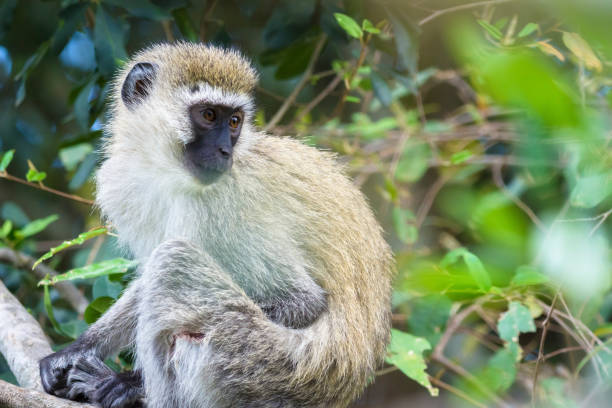 istock Adult vervet monkey (chlorocebus pygerythrus) on a tree 1403648686