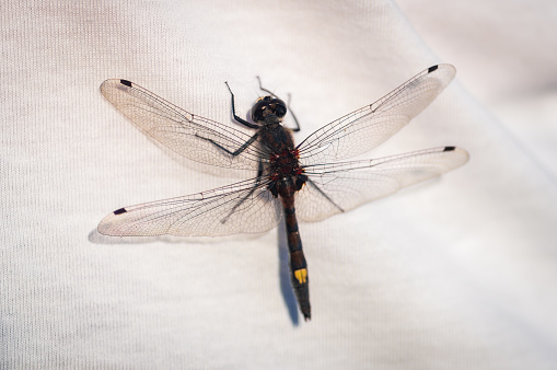 Closeup of large white-faced darter (Leucorrhinia pectoralis) dragonfly perched on white T-shirt