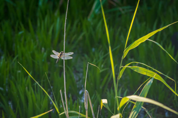 Closeup of large white-faced darter (Leucorrhinia pectoralis) dragonfly perched on dry and green reeds