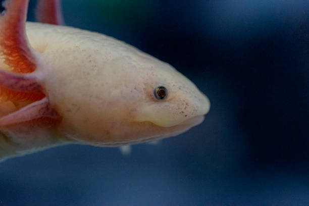istock Axolotl head. Close-up photo. 1403651559