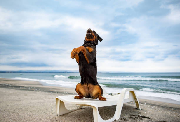 pies rottweiler odpoczywający na leżaku na plaży - tanning bed brown relaxation resting zdjęcia i obrazy z banku zdjęć